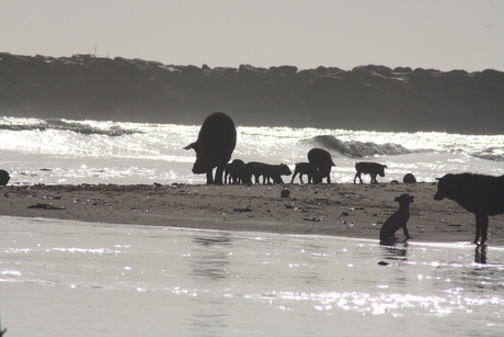 Varken aan zee