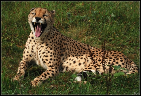 Gapende Cheetah