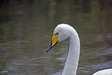 Wilde zwaan