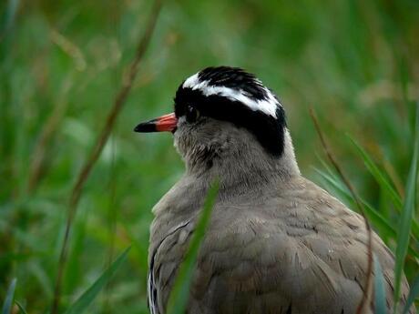 I want to break free