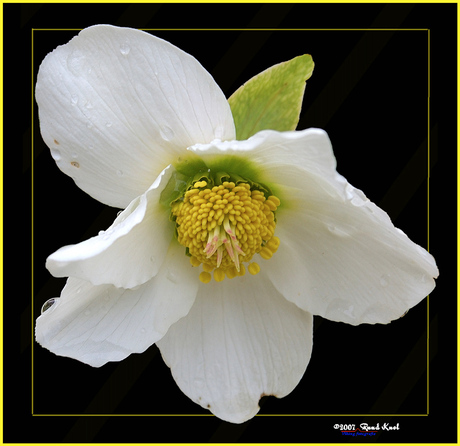 Helleborus Niger