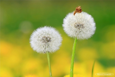 Paardenbloemen