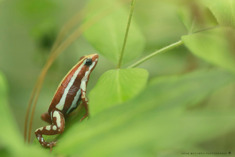 Zoomdag Botanische tuin Utrecht 9 mei_1