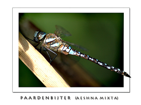 Aeshna Mixta