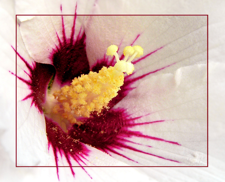 Witte hibiscus