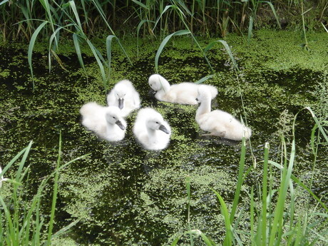 Jonge zwaantjes