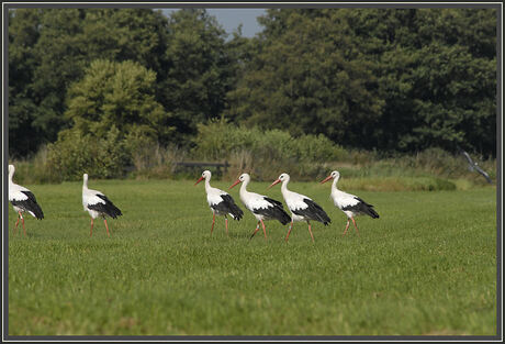 Voorwaards mars