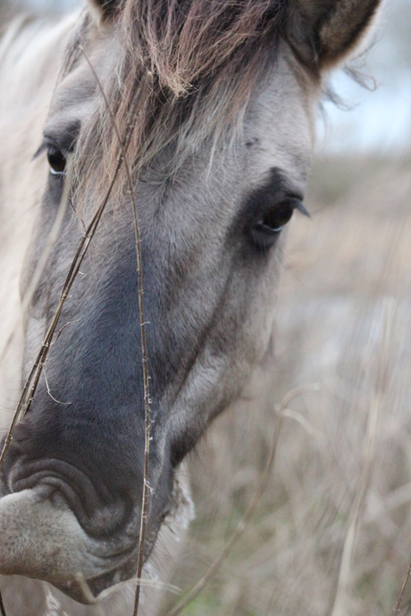 Wilde paarden