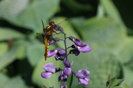 insekten