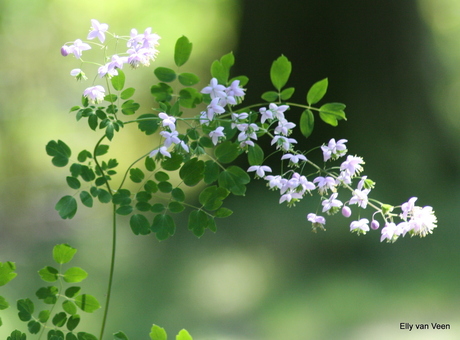 Thalictrum