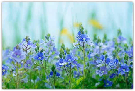 bloemetjes heelveel bloemetjes