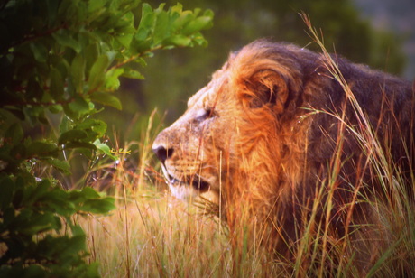 the king of the jungle (1)