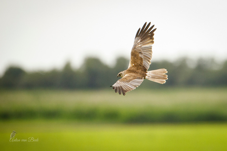 Bruine Kiekendief