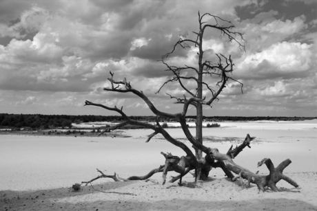 Zand en hout