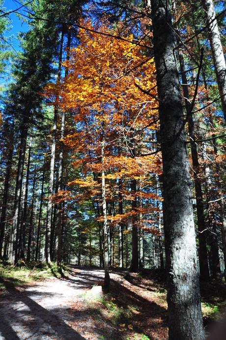 alleen in herfstkleur