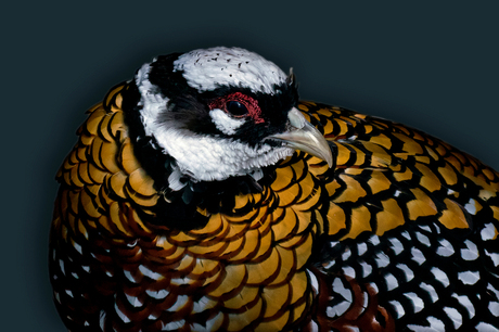 Reeves's Pheasant