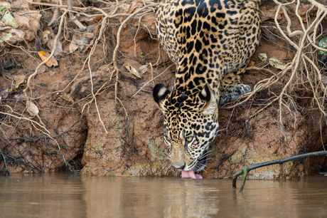 Jaguar in de Pantanal