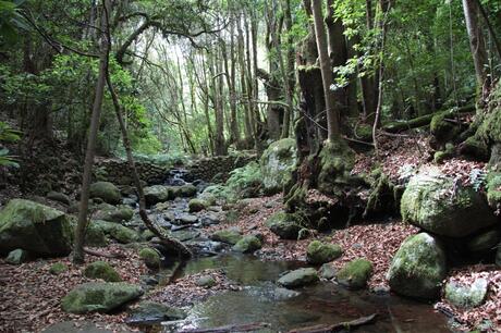 Oerbos op La Gomera