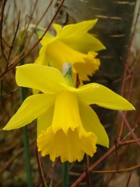 Daffodils (Gele Narcissen)