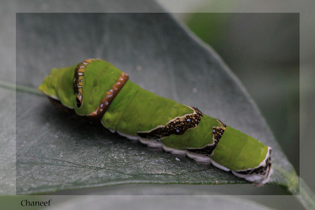 Papilio Polytes Romulus