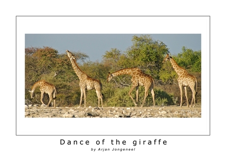 Dance of the giraffes