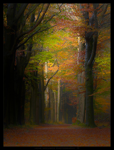 Autumn forest