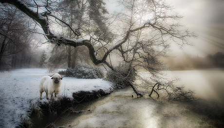 WINTERSCHAAP