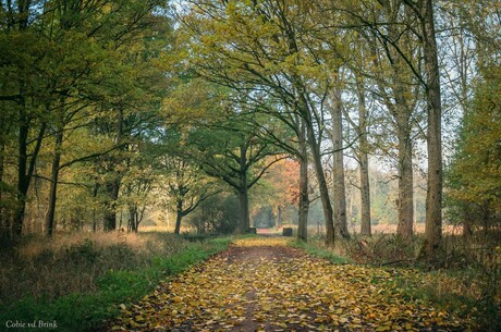 Weerterbos - herfstwandeling 4