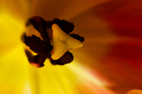 Tulp