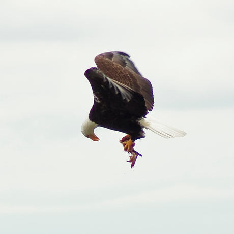 Eagle bekijkt zijn prooi