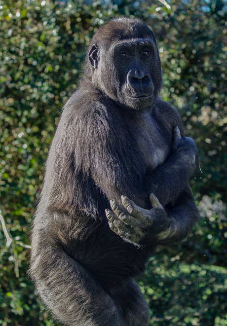 Gorilla