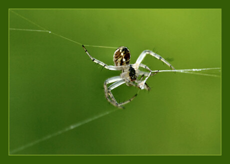 Araña