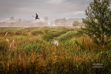 Landschap met vissende Stern