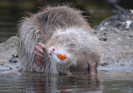 Beverrat (Myocastor Coypus)