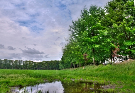 Hollands groen