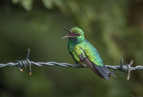 Groene Kolibrie