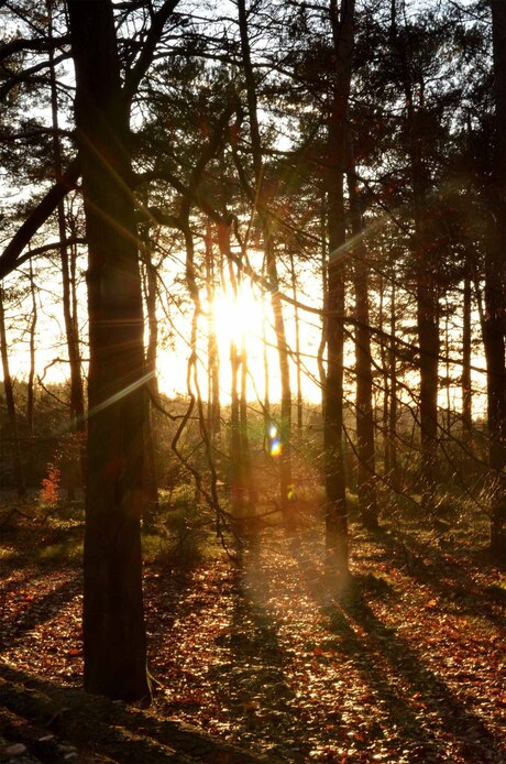 Zon door bomen