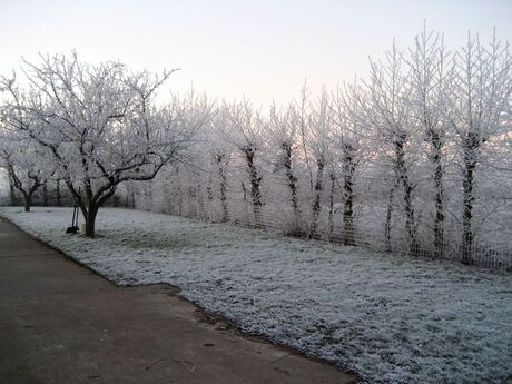 De Tuin in de winter