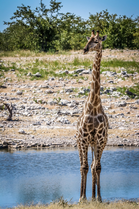 Giraf, Etosha National Park, Namibie