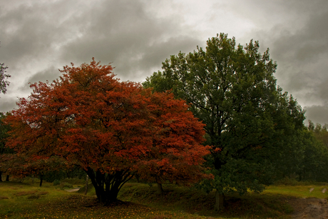 duet van twee bomen