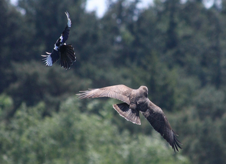 De Buizerd en de Ekster (2)