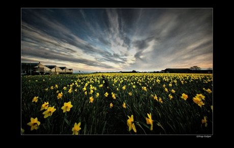 Dafodils under volcano sky