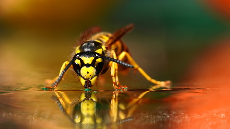 Wasp portrait