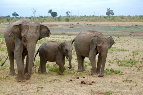 Family walk