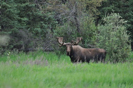 eland in Amerika