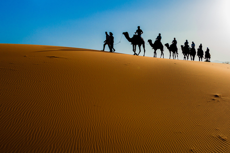 kamelen op zandduin