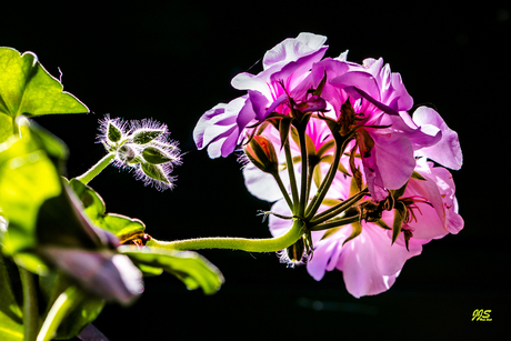 Geraniums