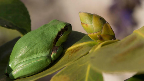 ma petite reinette (1 van 1)