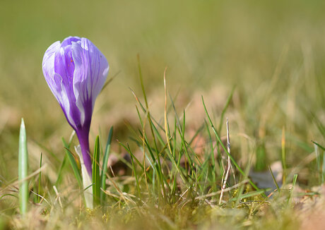 Krokus