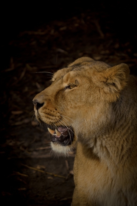 Op Bezoek In De Zoo.2.